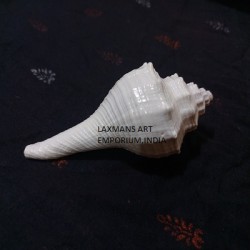 Small shankha for puja